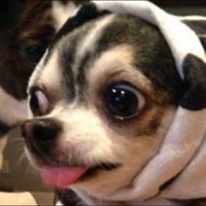 Meet your Posher, Danny